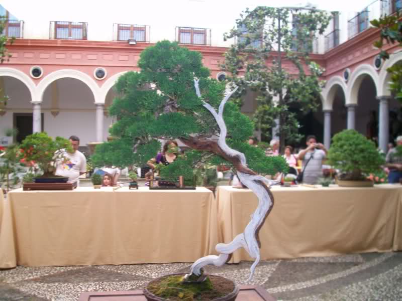 EXPOSICION CORPUS 2009. ASOCIACIÓN BONSAI SIERRA NEVADA 1051ksx