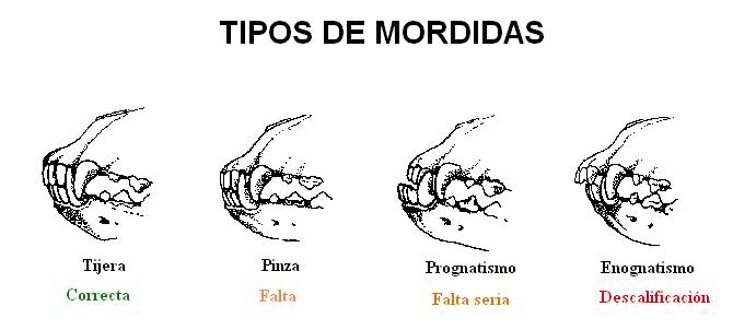 MORFOLOGÍA Y ESTANDAR DEL BF 10n9gy8