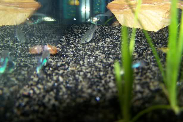 Quelque photo de mes Guppys 196lqw