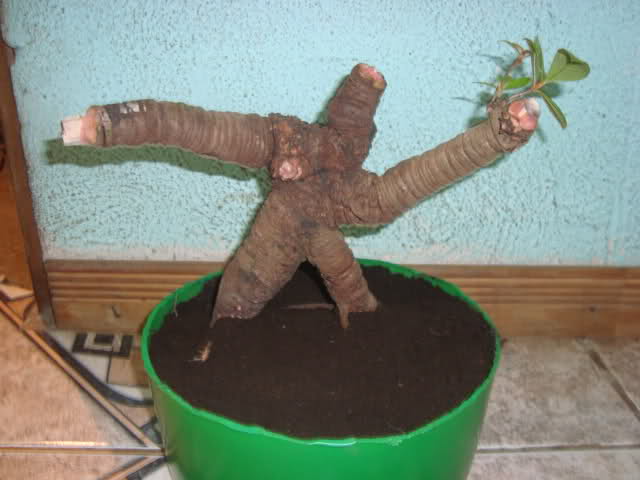 El hombre bonsai 20qyzjp