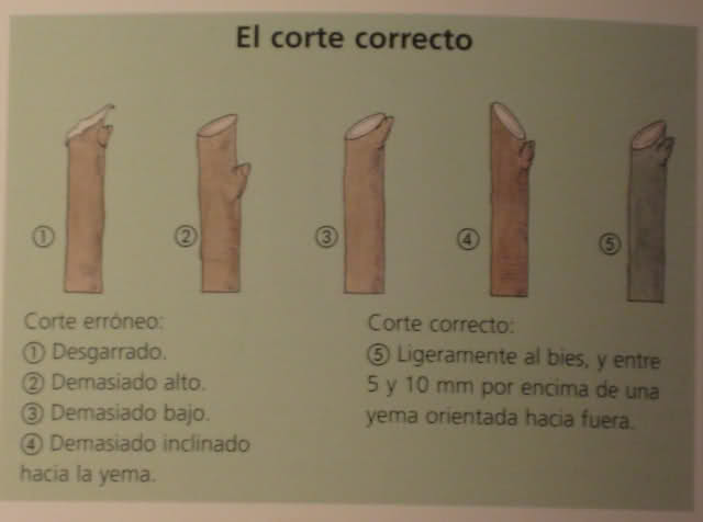 ROSAS; La poda 2113ole