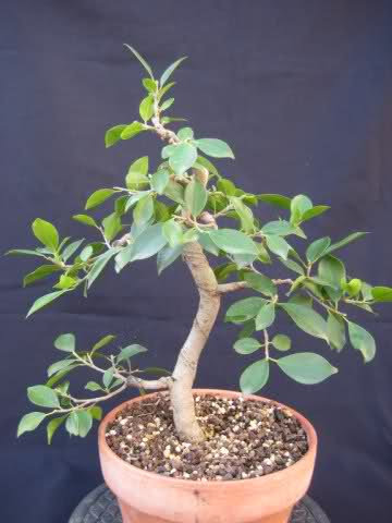 PODA DE MANTENIMIENTO DE UN FICUS RETUSA 2cibscx