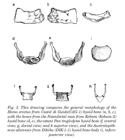 Se discute la capacidad de Lenguaje del Homo Erectus 2ednv5f