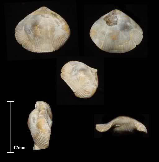 Más braquiópodos para identificar 2h33byx