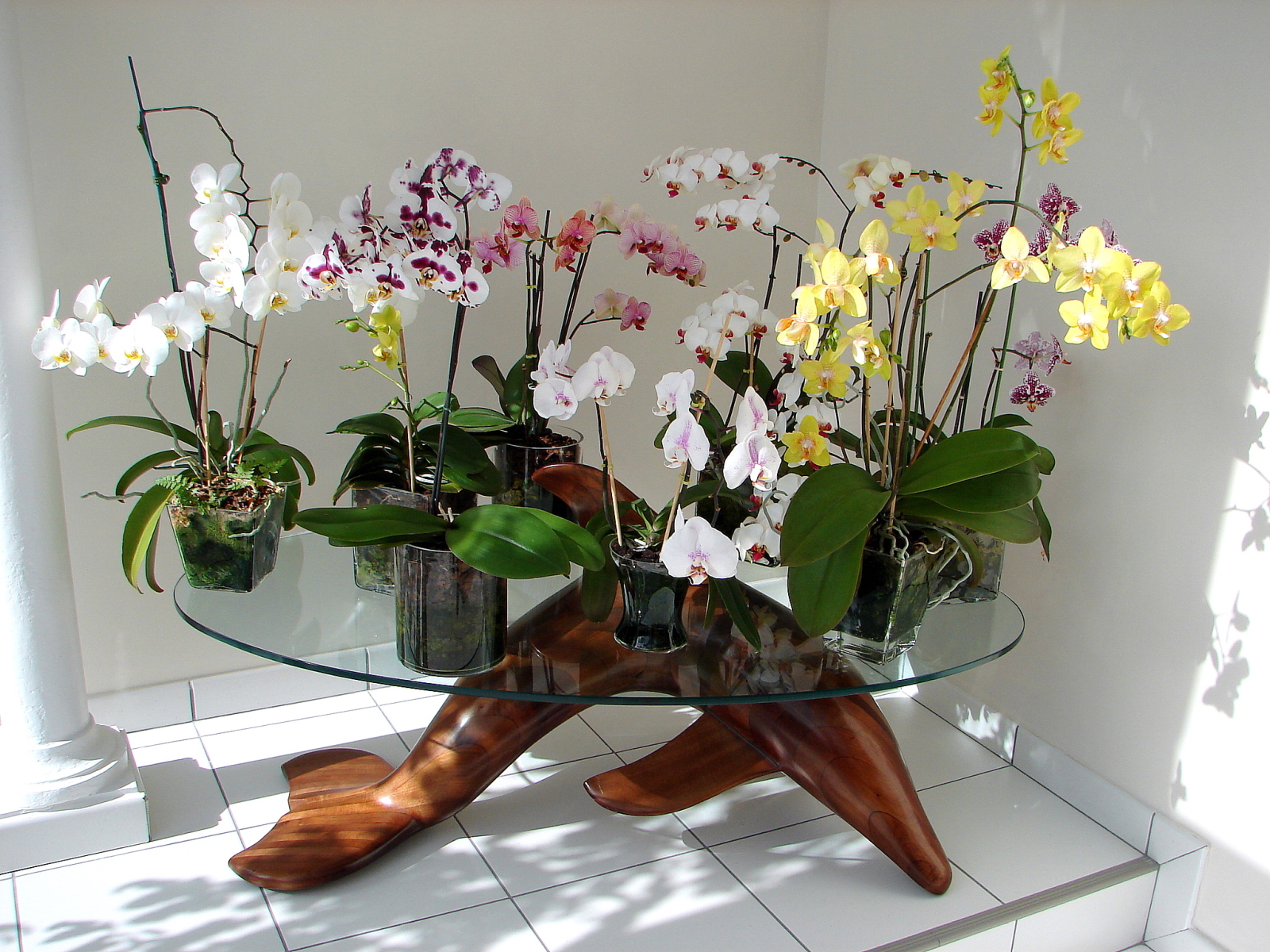 Culture Phalaenopsis et autres orchidées en pot de verre