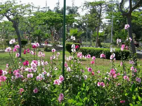 (بالصور):حديقة المنتزة بالأسكندرية..معنى للجمال الطبيعى والروعة Doayl5