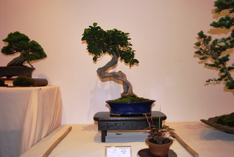 Alicante IX Bonsai Club annual show at the House of Culture Mutxamel - Alicante, Spain. Eapjzm