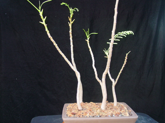 royal poinciana bonsai project Nlbfpu