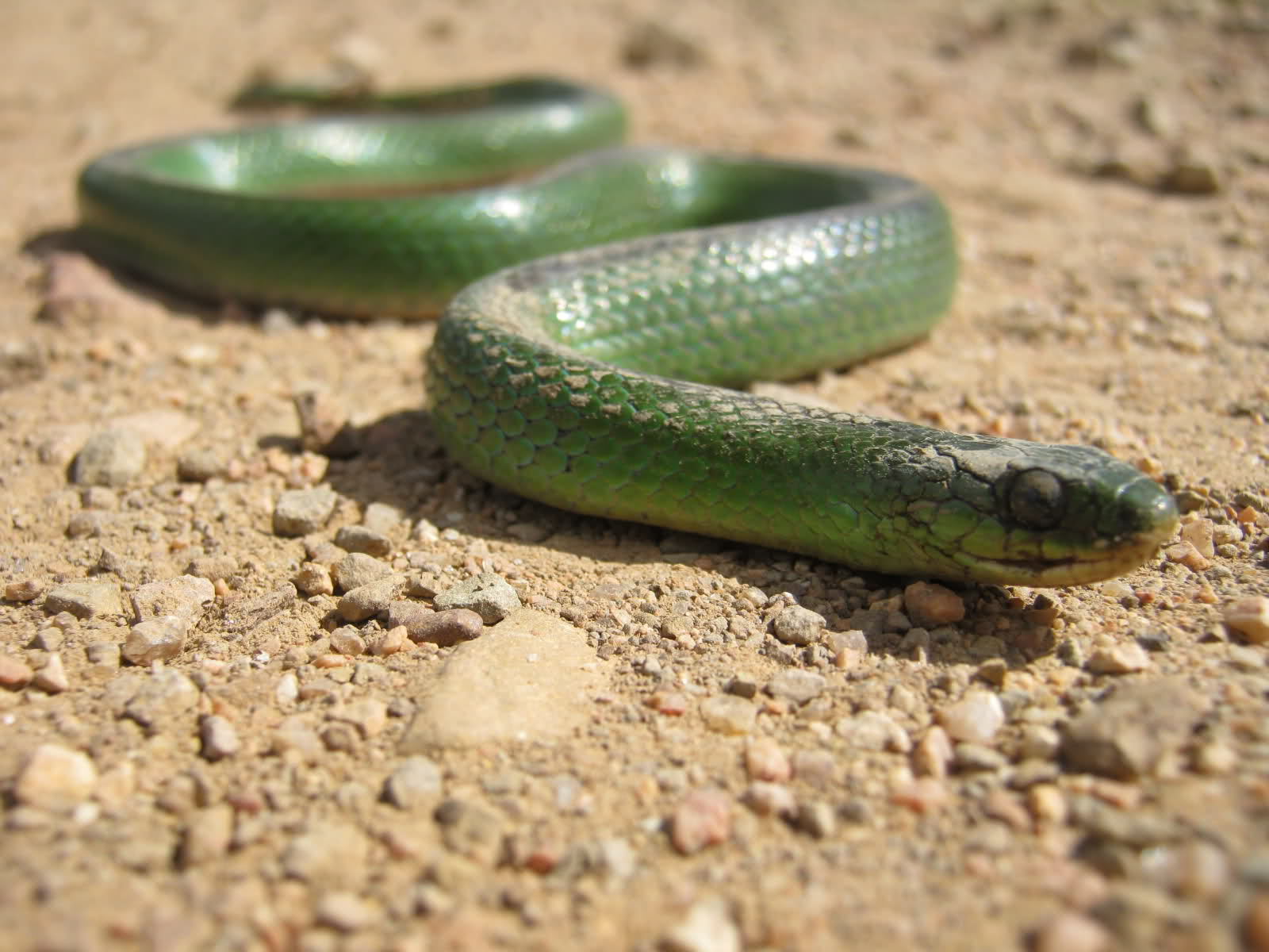 Rana Monito, Culebra verde de vientre rojo 24evnva