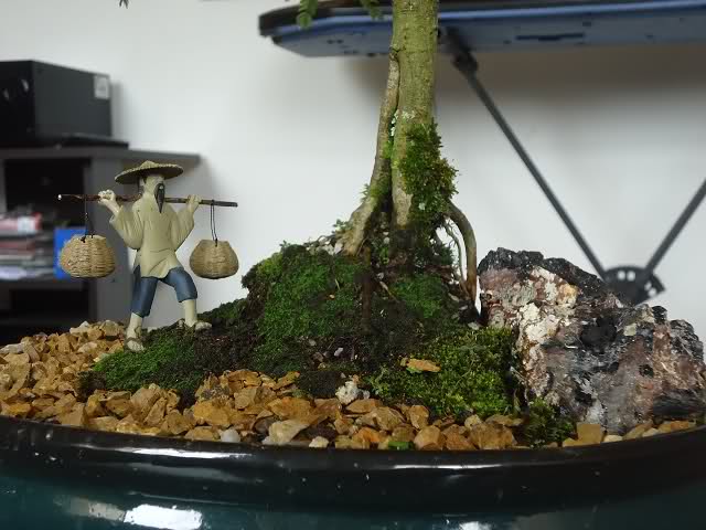 PRESENTO MI PRIMER BONSAI Y UNAS PREGUNTAS URGENTES 2dkzh50