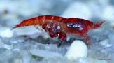 Halocaridina Rubra - Gamba Roja de Hawai 2dqoolz