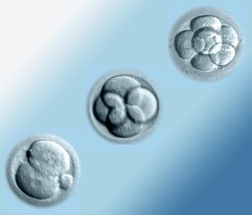 Kvalitet embriona 2w7mq8i