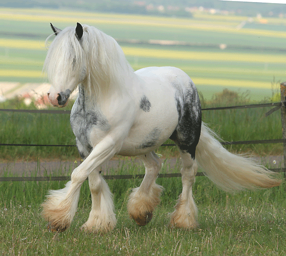 L'Irish Cob - Le poilus de mes rêves. Eu3vq1