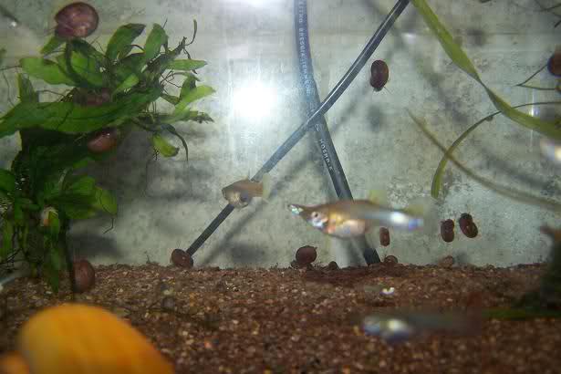 Quelque photo de mes Guppys Mkagxf