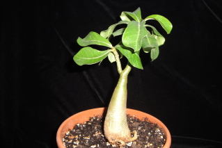 Rosa del Desierto (Adenium Obesum) con herida. Nxuo9j