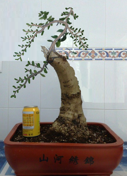  Evolucion Yamadori Acebuche 1gk9af