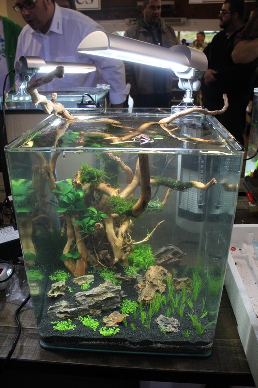 Concours d'aquascaping chez Le Lann le 10 et 11 novembre - Page 2 2rotlz7