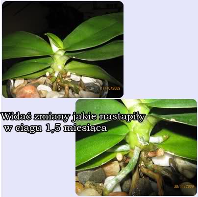 Reanimacja Phalaenopsis w żwirku/kamykach 4l2d5j