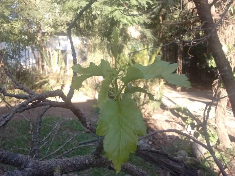 Preparando mis arbolitos: esquejes de sakura 72spyv