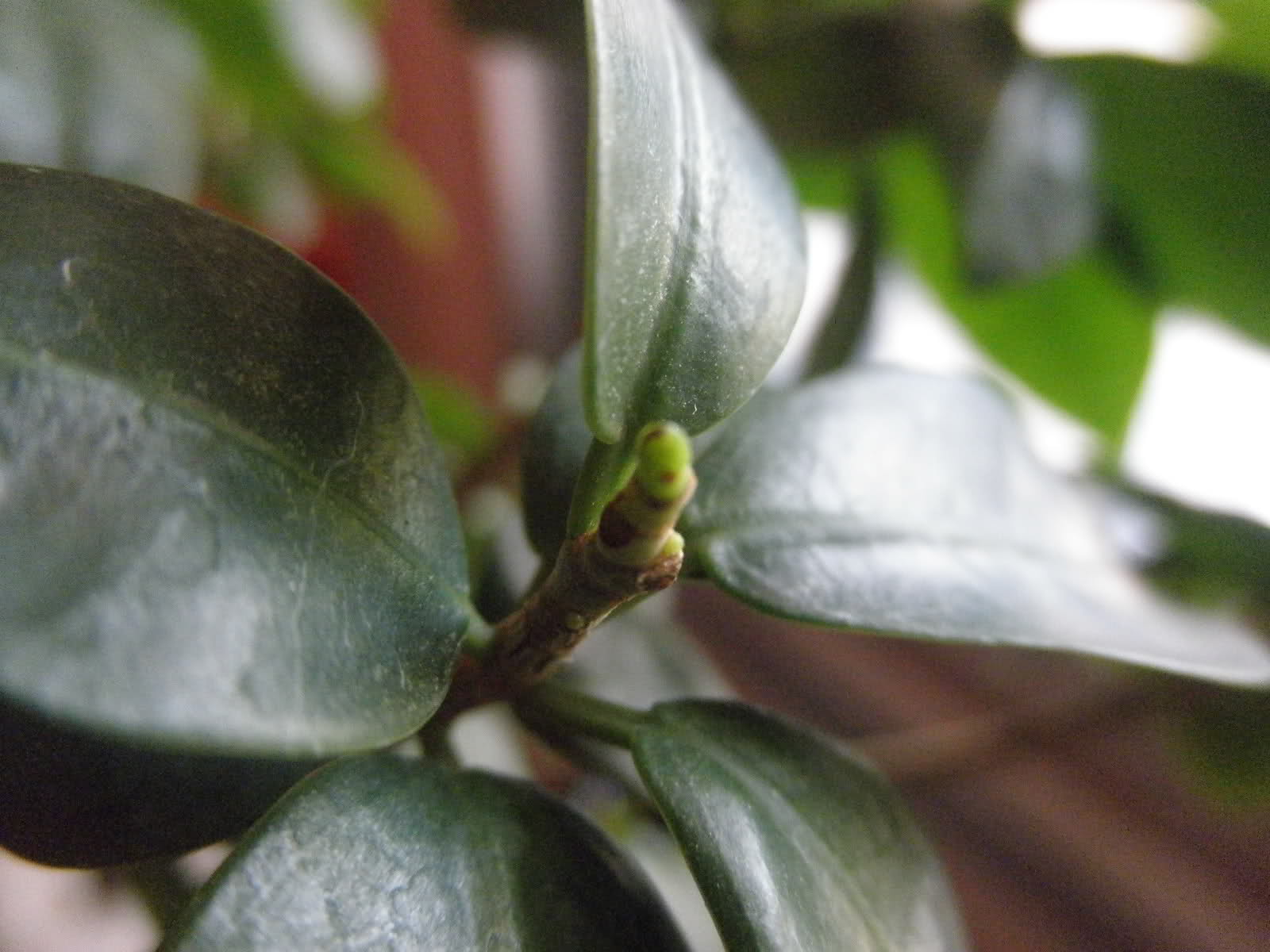 A mi bonsai le nacen las hojas quemadas. B4ubeo