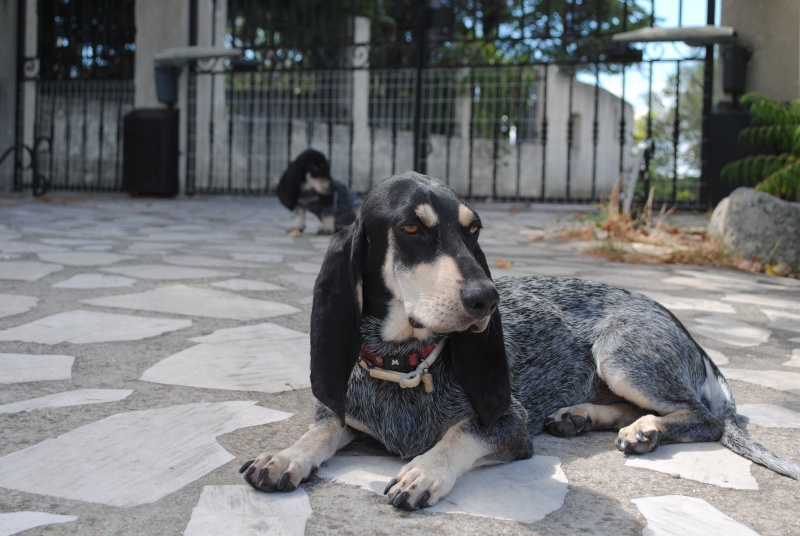 chiot très peureux vos conseils Kbayrr