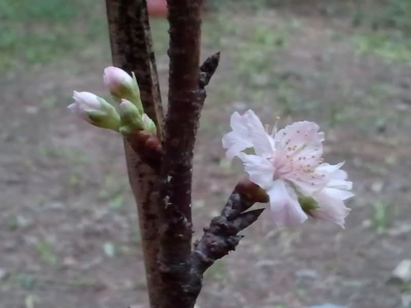 Preparando mis arbolitos: esquejes de sakura Ounsxc