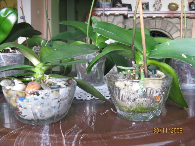 Reanimacja Phalaenopsis w żwirku/kamykach T7fvc2