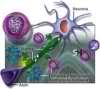 ESCLEROSIS MULTIPLE