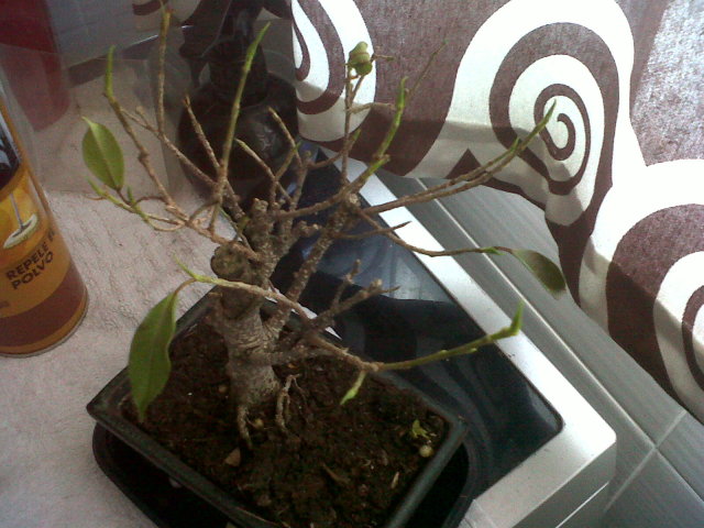 ficus - Por favor AYUDA, se me esta muriendo mi ficus!!!! 29qnw60