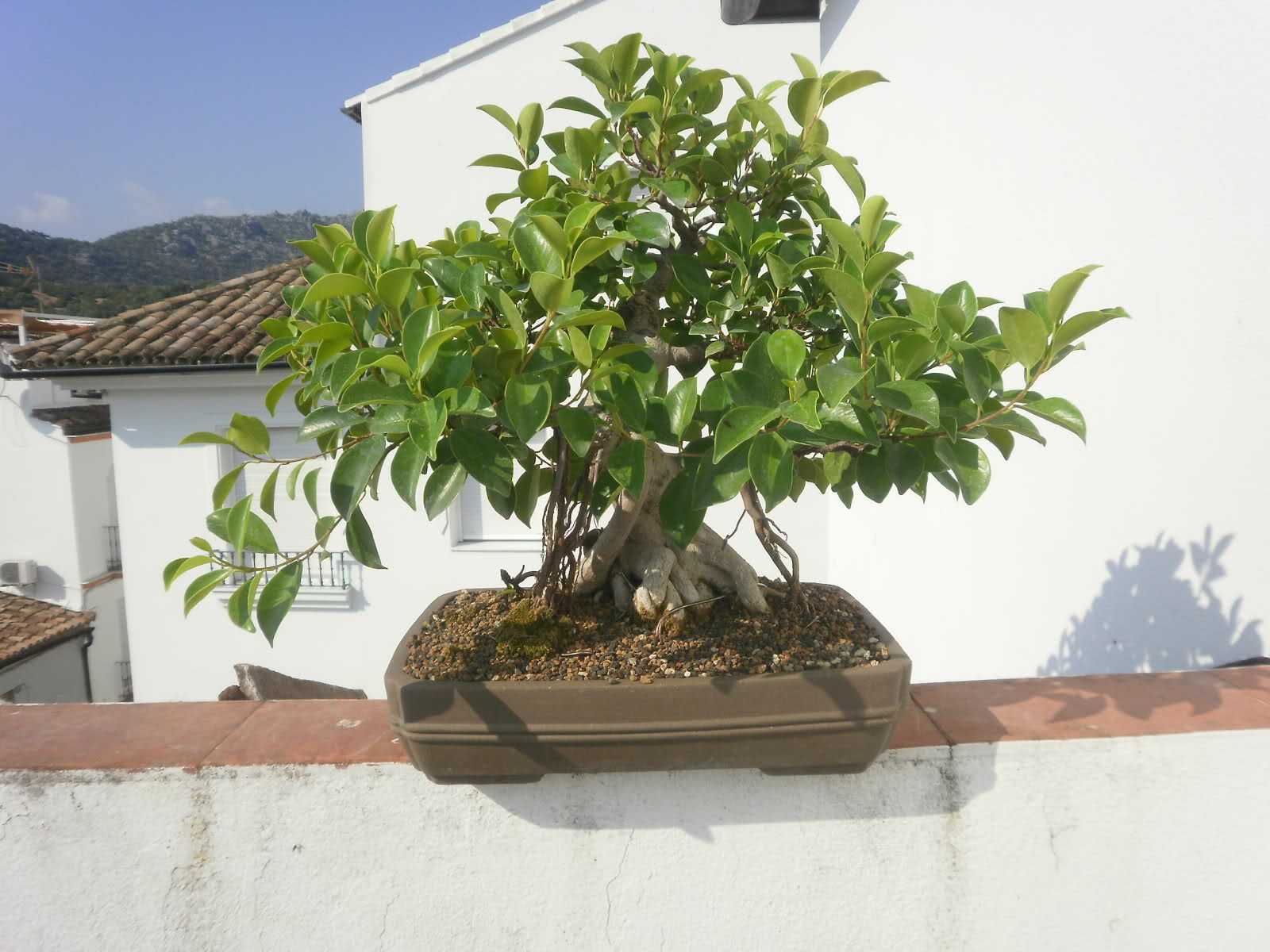 ficus - Página 3 2cjbk9