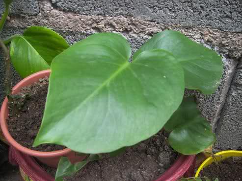 las bellas plantas de hoja! - Página 7 2f0ftzb