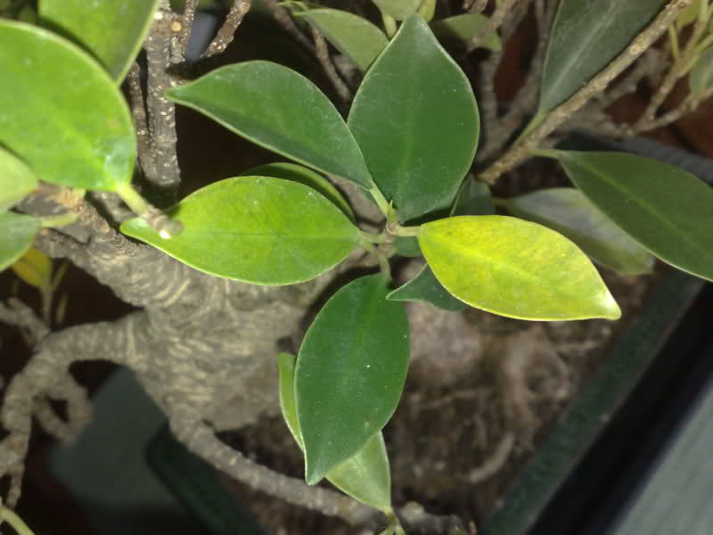 Ficus Retusa Hojas Amarillas 4h6xl0