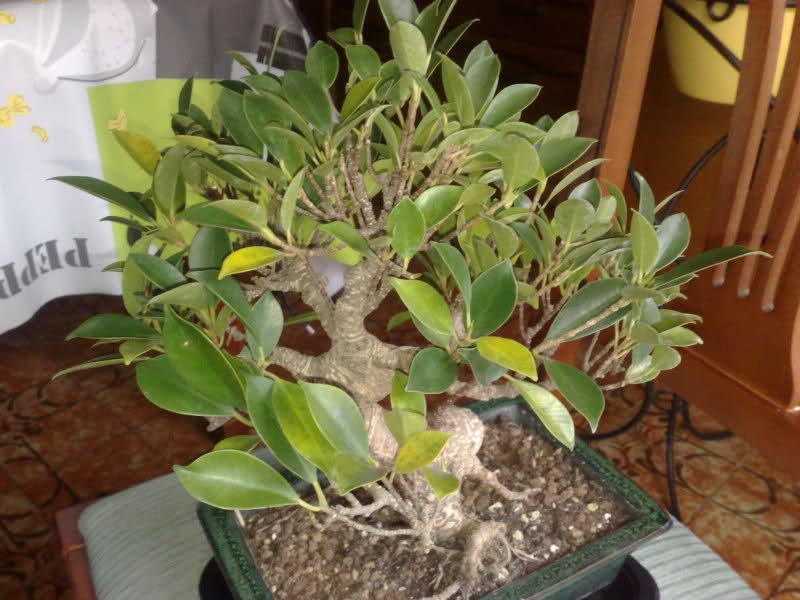 Ficus Retusa Hojas Amarillas Cowmq