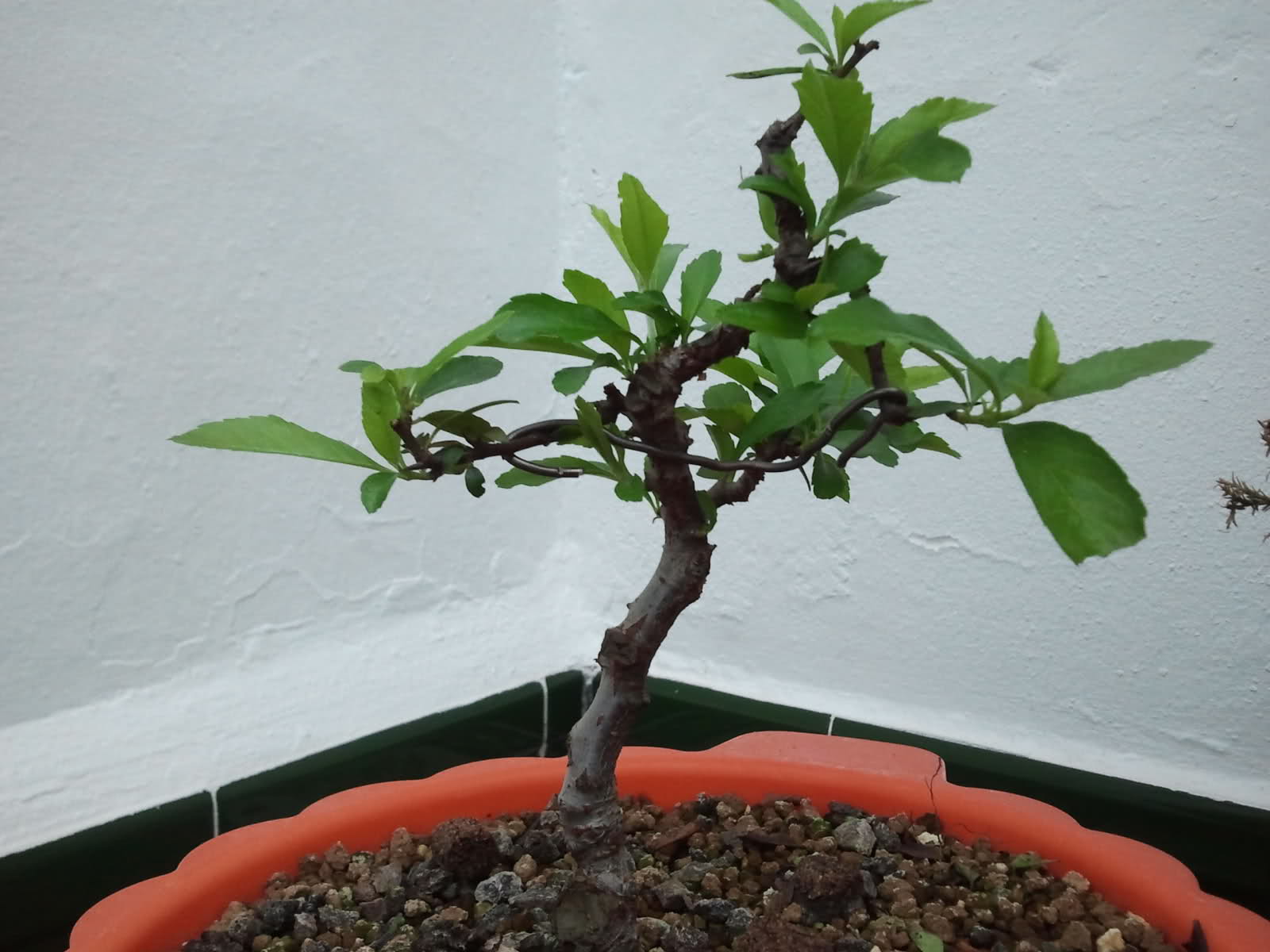 Pyracantha Dy7w3m