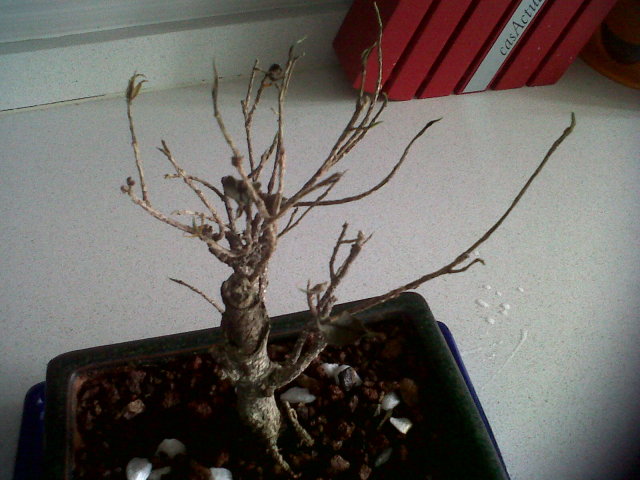 ficus - Por favor AYUDA, se me esta muriendo mi ficus!!!! Iwiufl