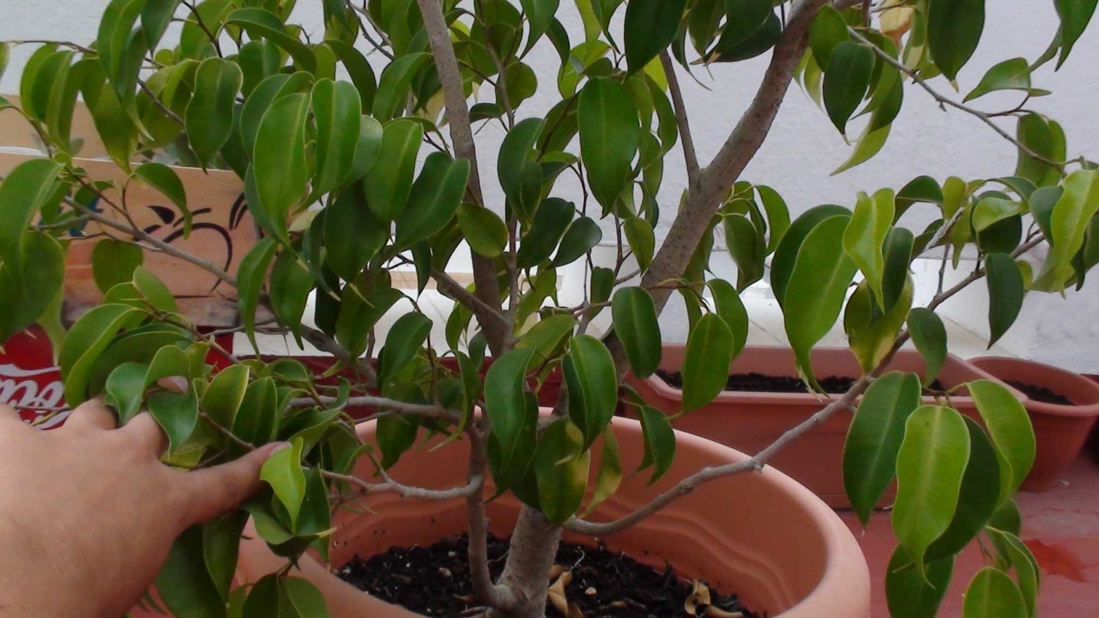 ficus - Ayuda para empezar con mi primer arbustito de ficus - Página 5 25aow47