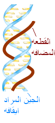 العلاج بواسطة الجينات 28uu5p3