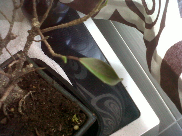 ficus - Por favor AYUDA, se me esta muriendo mi ficus!!!! 2ih9h4z