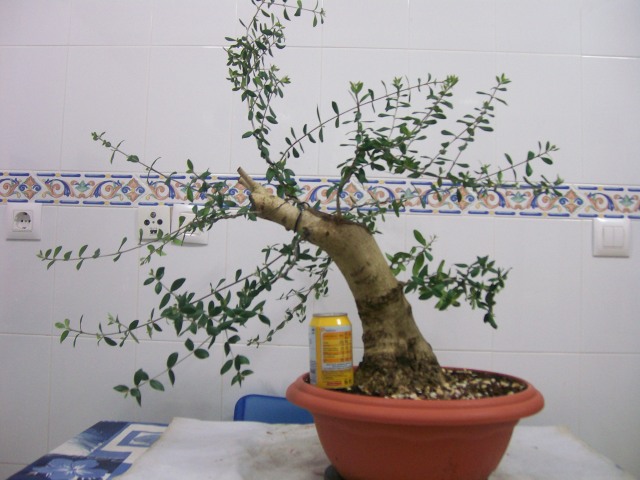 yamadori -  Evolucion Yamadori Acebuche 2wci8sk