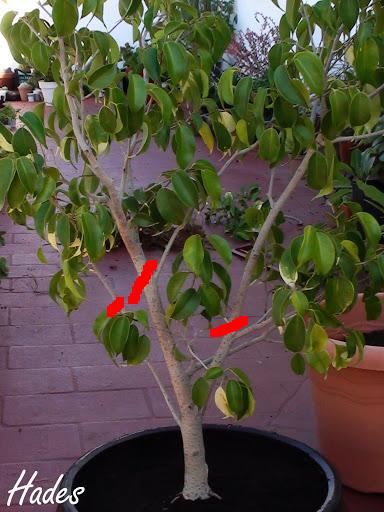 ficus - Ayuda para empezar con mi primer arbustito de ficus 345iyrd