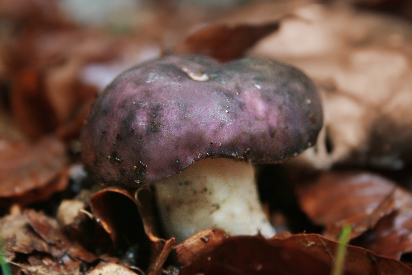 OPERACIÖN RUSSULA 90nfol