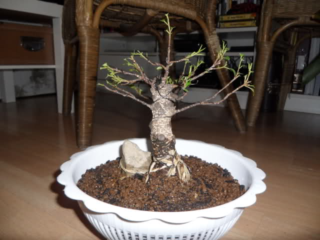 Ficus retusa sobre roca Mh38gp