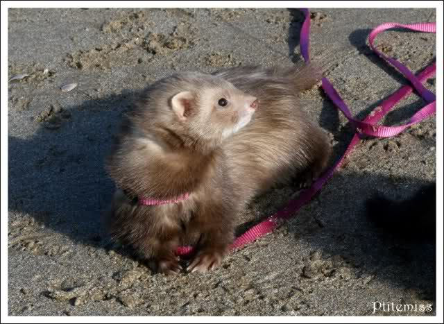 La Chocobande à la plage - Les Photos Mj1dld