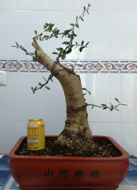  Evolucion Yamadori Acebuche Vrd94y