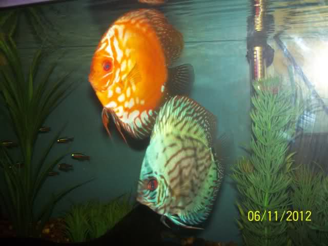 Acuario 200l