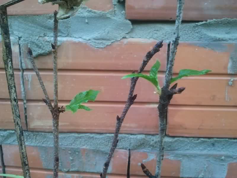 Preparando mis arbolitos: esquejes de sakura 2lwpvl0