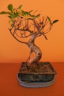 ficus - Ficus puntas negras 2mpkb4n