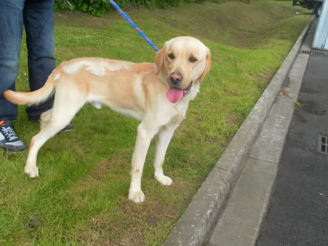 Bandit labrador mâle sable de 2 ans Adopté (51) 2q8d3e0