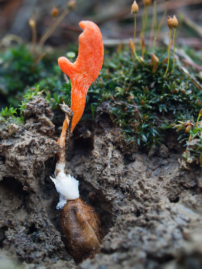 Cordyceps con la bicha 2rw42mx