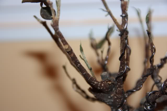 Ficus Retusa se seca tras el transplante. 33o5n9t